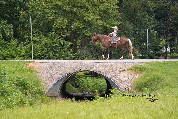 jumping-quarter-pony