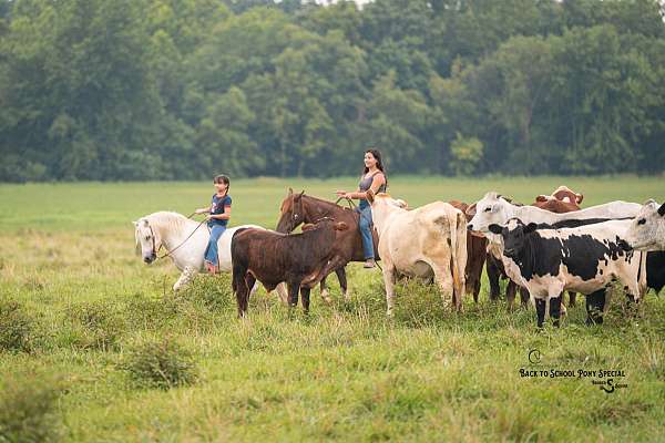 ranch-work-quarter-pony