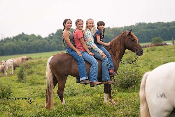 ridden-english-quarter-pony