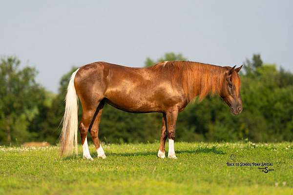 show-quarter-pony