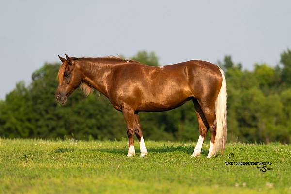 trail-quarter-pony