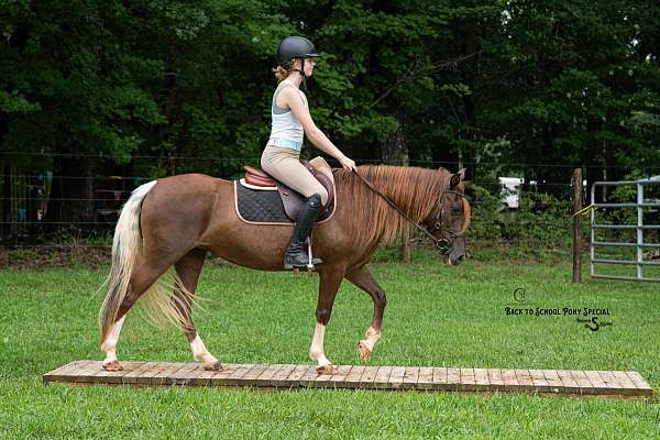 trail-riding-quarter-pony