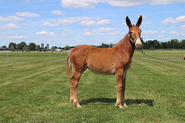 belgian-mule-mare