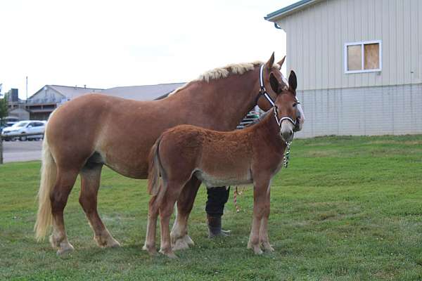 sorrel-mule-filly