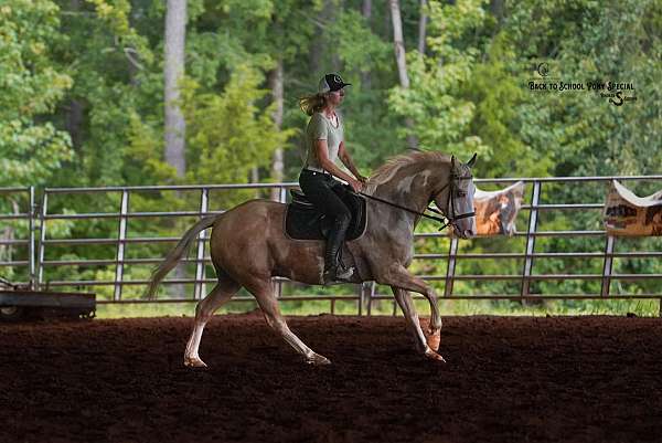 companion-paint-horse