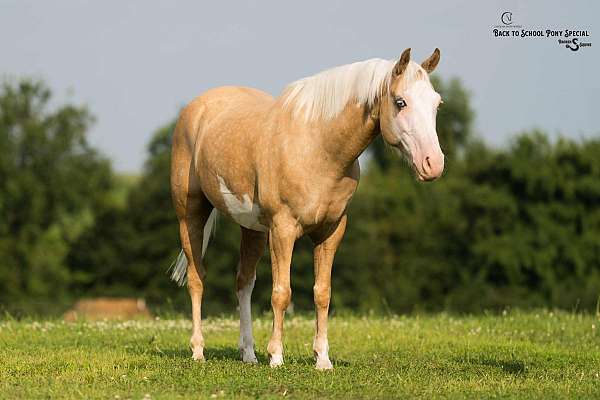 flashy-paint-horse