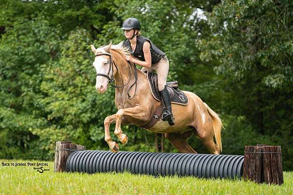 lesson-paint-horse