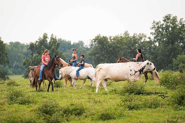 ranch-paint-horse