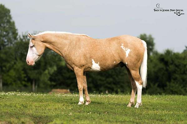 ranch-work-paint-horse