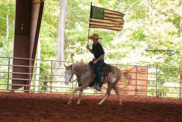 ridden-english-paint-horse
