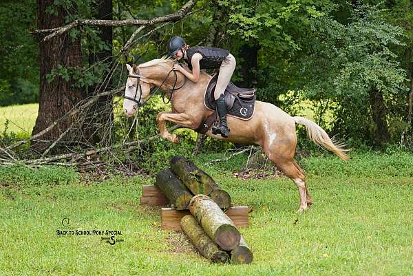 ridden-western-paint-horse