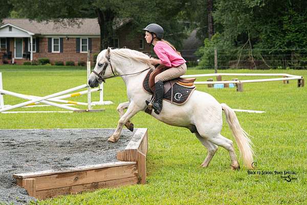 athletic-welsh-pony