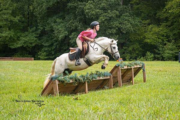 beginner-welsh-pony