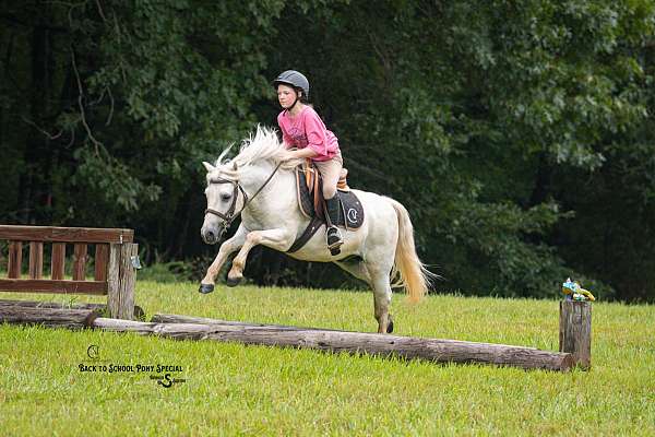 companion-welsh-pony