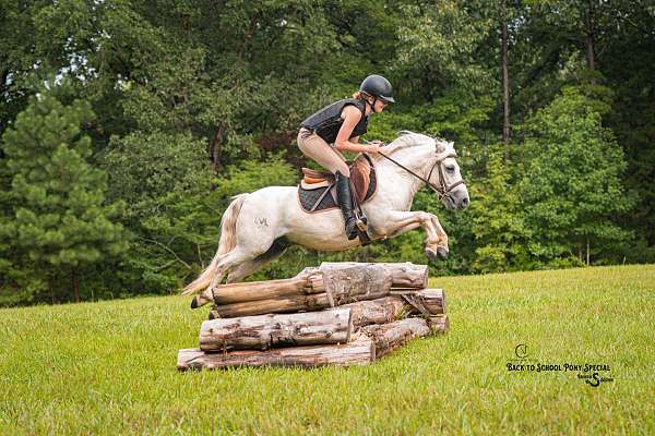 flashy-welsh-pony