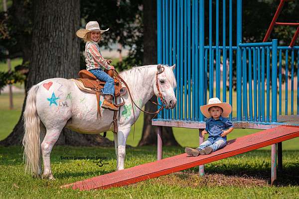 parade-welsh-pony