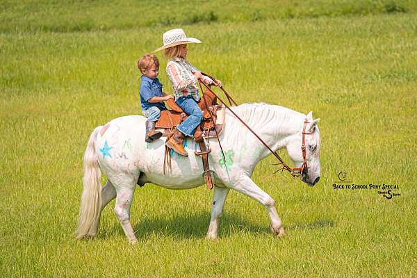 ranch-welsh-pony