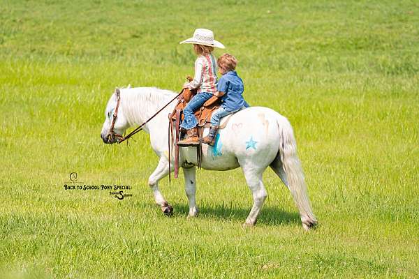ranch-work-welsh-pony
