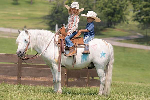 ridden-english-welsh-pony