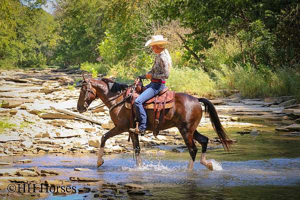 brown-welsh-pony-gelding