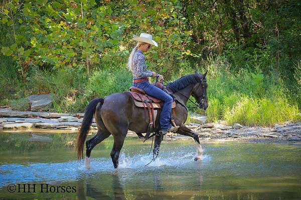 brown-welsh-pony-for-sale
