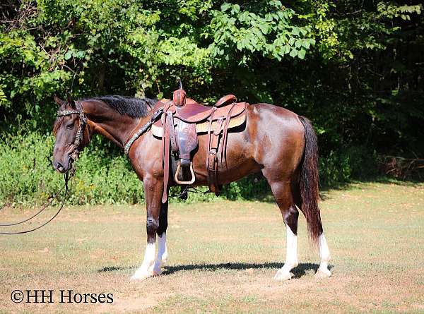 mounted-patrol-welsh-pony