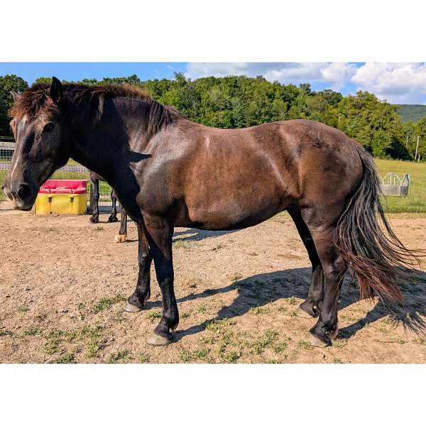 in-training-percheron-horse