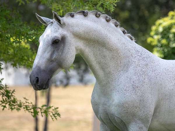 dressage-equitation-lusitano-horse