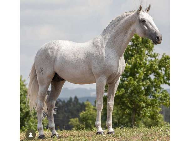 grey-dressage-equitation-horse