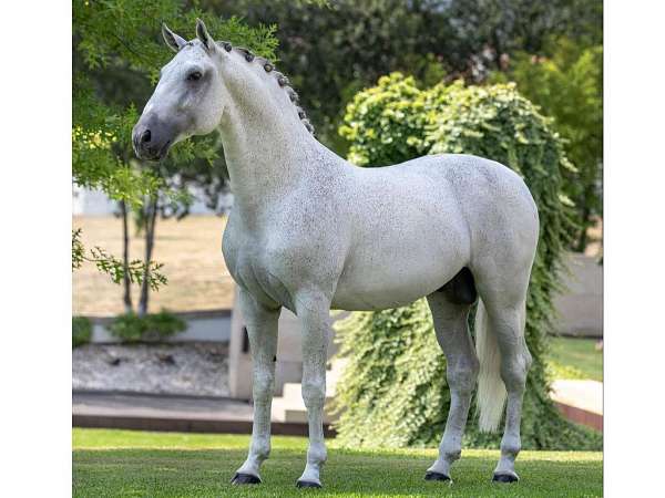 dressage-equitation-gelding