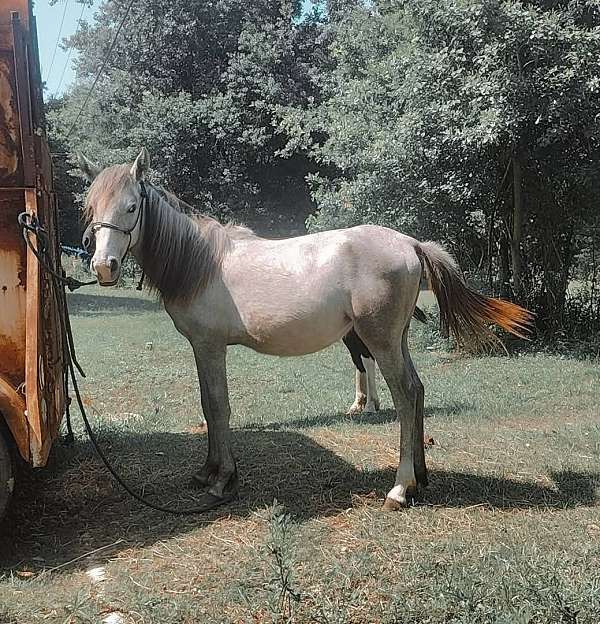 youth-filly-yearling