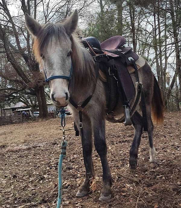 mustang-filly