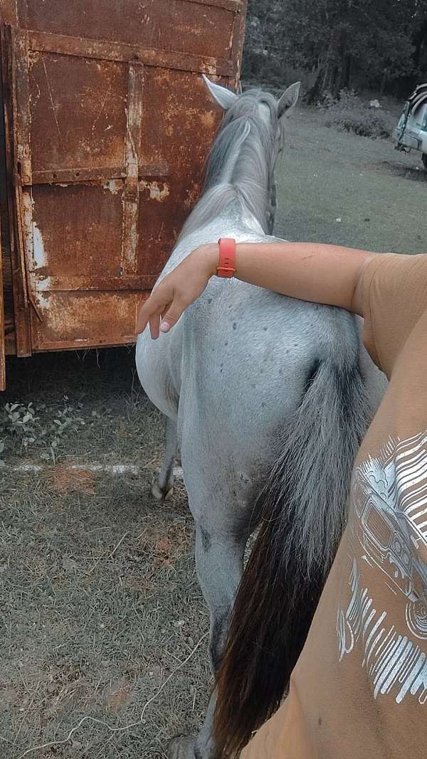 mustang-horse-for-sale