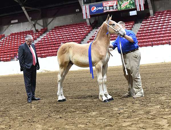blaze-1-hind-white-sock-horse
