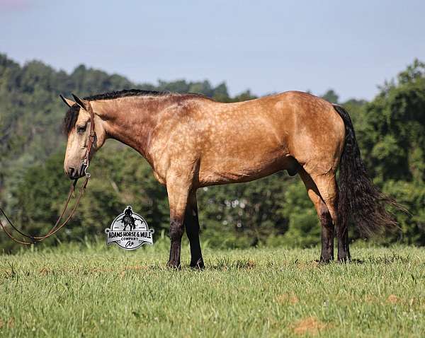 ranch-work-quarter-horse