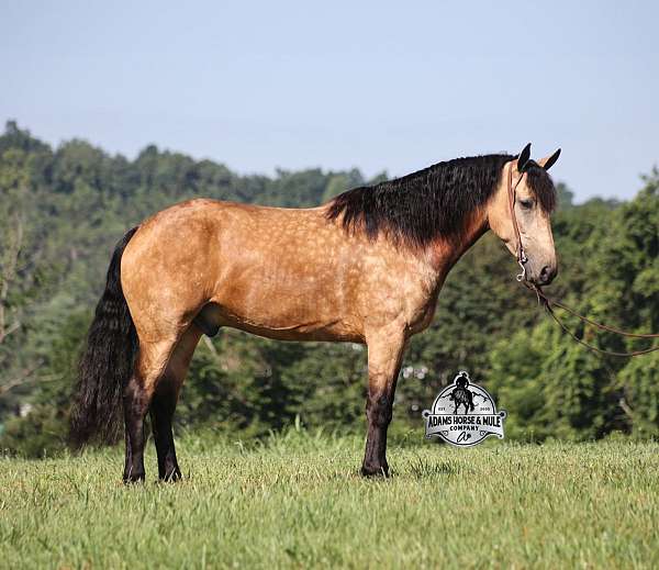 beginner-safe-quarter-horse