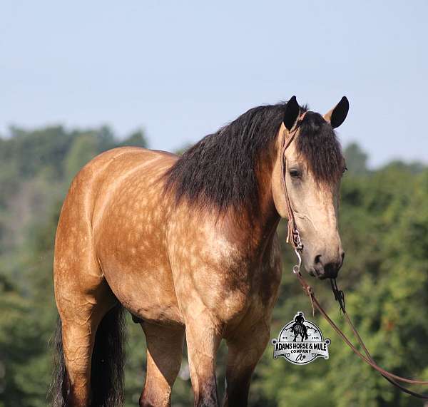 family-horse-quarter