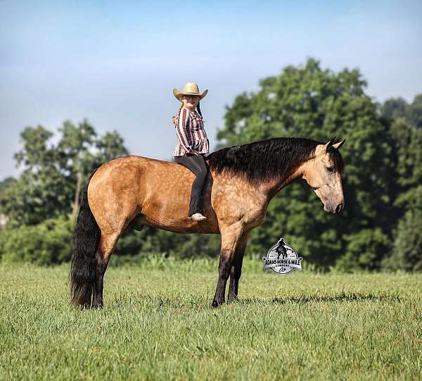 quarter-horse