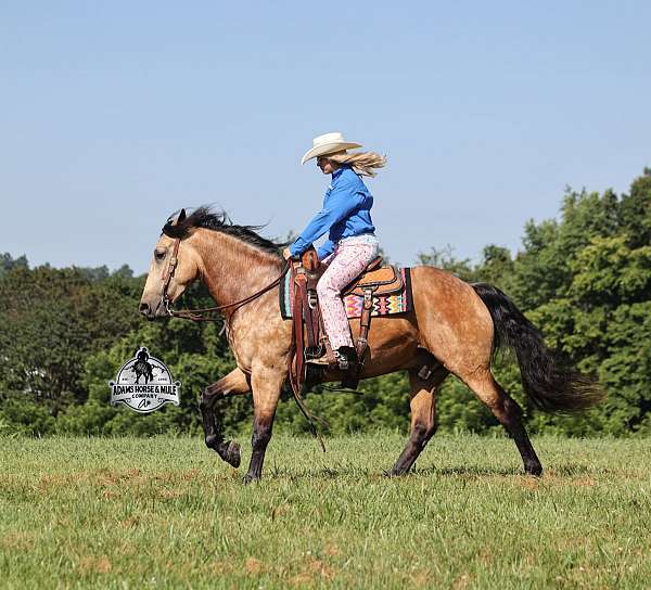 all-around-quarter-horse