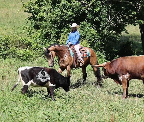 athletic-quarter-horse