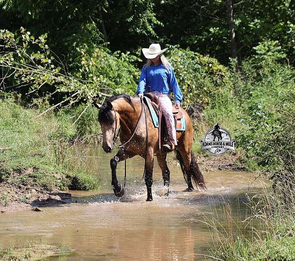 beginner-quarter-horse