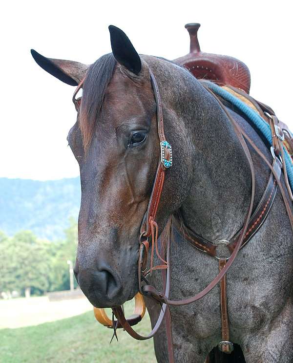gelding-quarter-horse