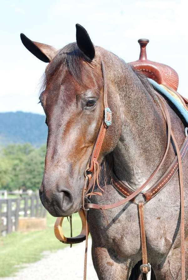 none-horse