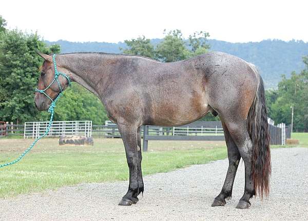 unicorn-quarter-horse