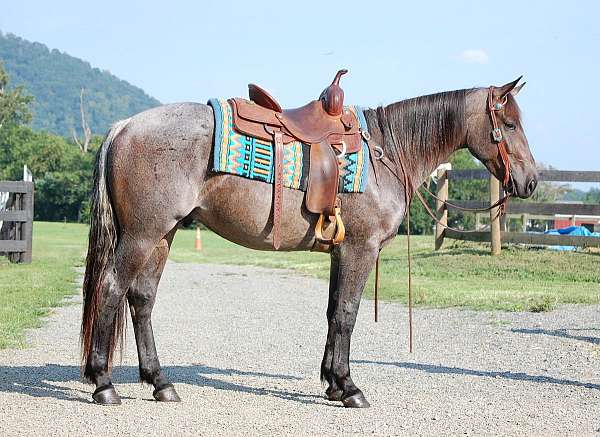 trail-partner-quarter-horse