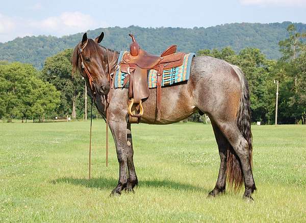 sound-quarter-horse