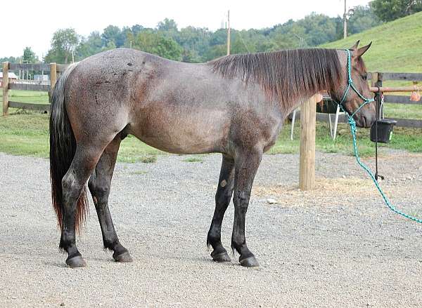 gentle-quarter-horse
