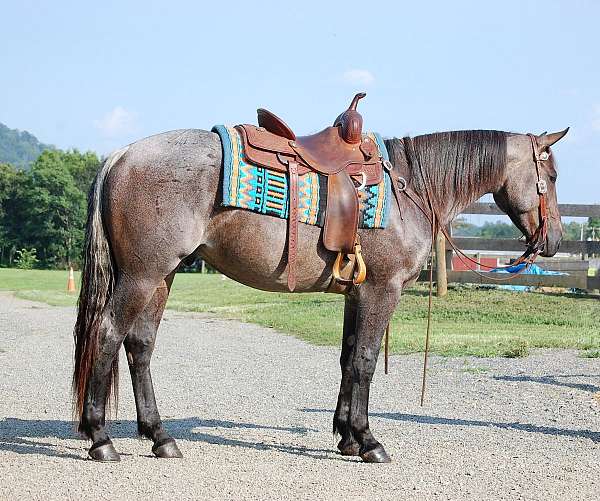 trail-riding-quarter-horse