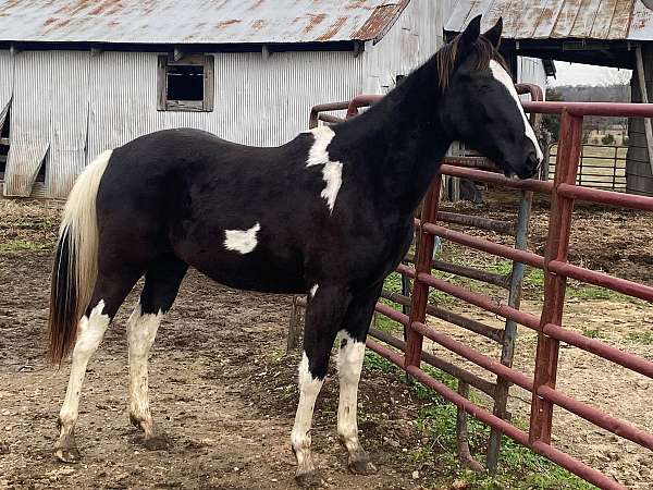 tobiano-all-around-horse
