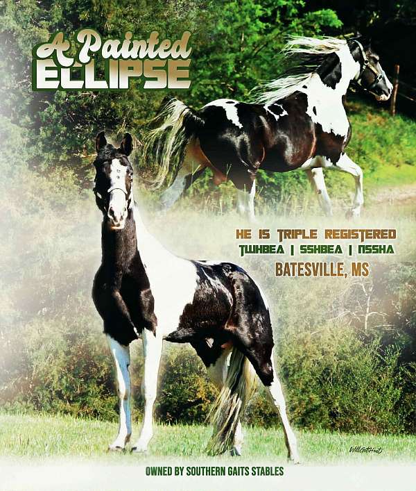 tobiano-breeding-horse
